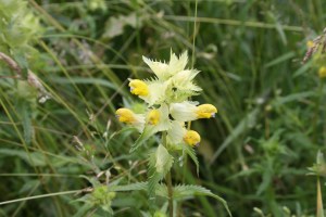 Rhinanthus angustifolius (1200 x 800)